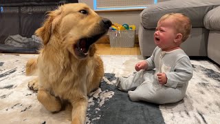 Golden Retriever Pup Makes Baby Cry But Says Sorry Cutest Ever [upl. by Eitsirhc]