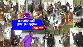 27 காளைகள் ஒரே இடத்தில்  நேரடி காட்சி  Tamizhan Trending [upl. by Novart]