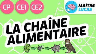 Les chaînes alimentaires CP  CE1  Cycle 2  Questionner le monde  Le monde du vivant [upl. by Dev]