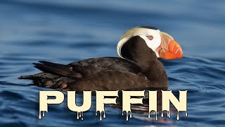 Tufted puffin sound and call [upl. by Stella]