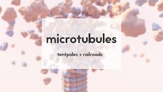 Microtubules tentpoles amp railroads [upl. by Jacobson]