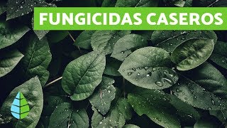 FUNGICIDAS CASEROS  TIPOS DE FUNGICIDAS [upl. by Audun239]