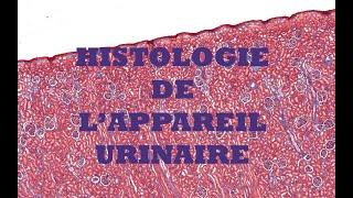 Histologie du système urinaire [upl. by Greysun]