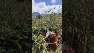 Village life villagelife food mountainvillagelife [upl. by Atiuqer]