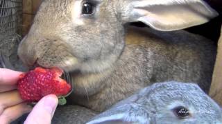 Big Flemish Giant Bunny Rabbit with babies are eating strawberry [upl. by Inttirb]