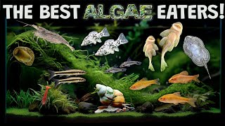 The Best Algae Eaters For Your Aquarium Fish Tank The Good The Bad and The Useless [upl. by Shotton200]