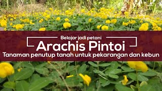 Arachis PintoiTanaman penutup tanah yang kaya manfaat  Plant ground cover crops have many benefits [upl. by Nylave930]