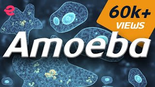 What is An Amoeba  Biology  Extraclasscom [upl. by Secor514]