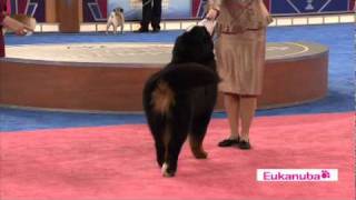 Eukanuba World Challenge Finals Part 2 [upl. by Cilegna]