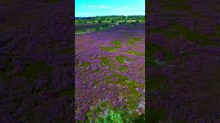 Blooming Heather in Cuxhaven with DJI Mini 4 Pro  Stunning 4K Aerial View shorts [upl. by Elfont]