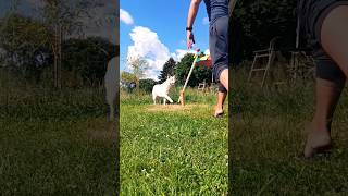 Charlies 🐺 neue Lieblingsbeschäftigung  DIY Wippe im Dauerbetrieb 😅 dog dogtraining dogtricks [upl. by Ehcram575]