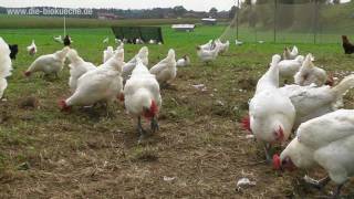 Mit Leidenschaft für Huhn und Ei  Doppelverdiener Landhuhn Projekt von Gut Herrmannsdorf [upl. by Iam]