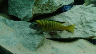 Pseudotropheus Flavus  Lake Malawi Mbuna [upl. by Aihtyc]