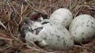 Seagull Chicks Hatching [upl. by Sinegold]