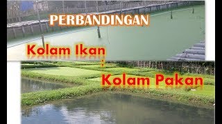 PERBANDINGAN KOLAM IKAN amp KOLAM PAKAN ALAMI [upl. by Etnwahs]