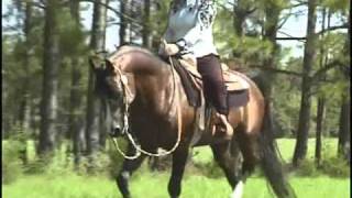 Dale Brown Performance Horses [upl. by Nitsreik]