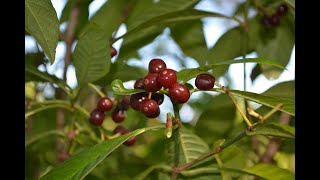 EatTheWeeds Episode 169 Wild Coffee Psychotria nervosa [upl. by Jezabella]