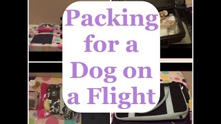 Packing for a Dog on a Plane [upl. by Abbott]