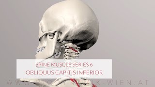 Spine Series Part 6 Neck Muscles Obliquus Capitis Inferior 3D Animation [upl. by Dallon]