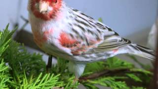 Satinette Agate Red Mosaic Canary [upl. by Yaner]