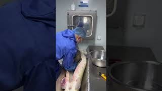 How Caviar extraction from Sturgeon [upl. by Wellesley]