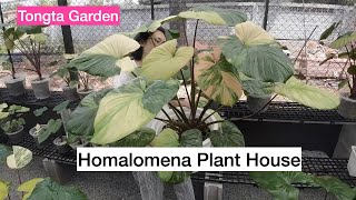 Introduction to Tongtas Homalomena from Thailand [upl. by Ygief]