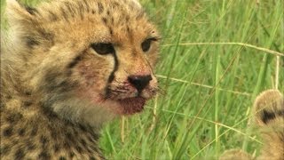 Mother Cheetah Hunts Impala to Feed Cubs [upl. by Endora]