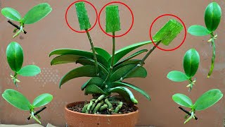 Tips for propagating orchids super fast thanks to aloe vera [upl. by Singleton]