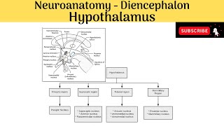 Hypothalamus  Boundaries  Subdivisions  Hyphothalamic Nuclei  Connection amp Functions [upl. by Franck]