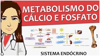 Sistema Endócrino 10  Regulação do metabolismo do cálcio e fosfato  Vídeoaula [upl. by Ecnerol]