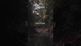 Forest therapy for discovering inner peace  Thanks for watching [upl. by Adyam778]