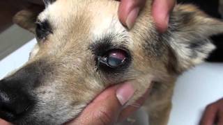 Glaucoma in a Dog [upl. by Anuahs]