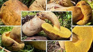 SchmarotzerRöhrling essbar Verwechslung  Parasitischer Röhrling Pseudoboletus parasiticus [upl. by Willie]