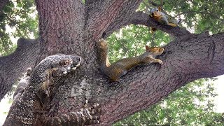 Lizard Climbs Tree—Eats Squirrel [upl. by Carlynn]