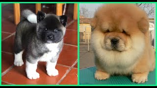 Top 10 razas de perros mas adorables de cachorros [upl. by Llereg]