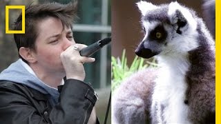 Lemur Sounds  Beatboxing  Sick Beats for Conservation  National Geographic [upl. by Meier]