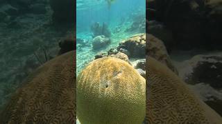 Brain Coral in Hol Chan Marine Reserve Belize 🇧🇿 Snorkeling Belize CentralAmerica Ocean [upl. by Fauver]