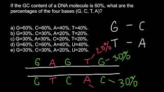 How to find percent of the bases in DNA Chargaffs rule [upl. by Wilt]