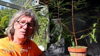 Pruning My Bald Cypress and Willows The Bonsai Zone Sept 2024 [upl. by Nelo]