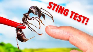 STUNG by a Bullet Ant Truth Revealed [upl. by Artenal]