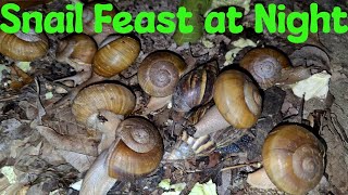 Many Snails They come to eat something at night So cute snails snailspet cute [upl. by Einniw]