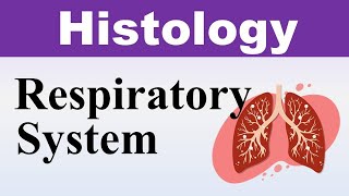 Chp13 Histology Inder Bir Singh  Histology of Respiratory System  Histology Lectures [upl. by Rahsab632]