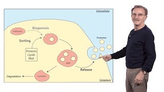 Randy Schekman HHMI amp UCB 3 How human cells secrete small RNAs in extracellular vesicles [upl. by Wilmar455]