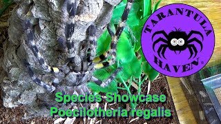 Species Showcase Poecilotheria Regalis [upl. by Llerrahs]