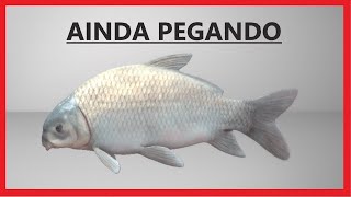 🟢 Fishing Planet Ictiobus bubalus  SMALLMOUTH BUFFALO  está pegando 2020 [upl. by Eannej]