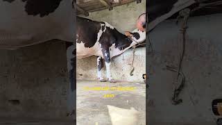 iv cannula in jugular vein in cattleanimal shortintravenous infusion of calcium borogluconate [upl. by Joachima]