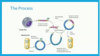 Recombinant DNA [upl. by Nalloh901]