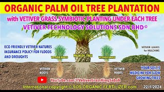 COST SAVING NEW INNOVATION for palm oil plantations  symbiotic partnership with VETIVER GRASS [upl. by Llennhoj105]