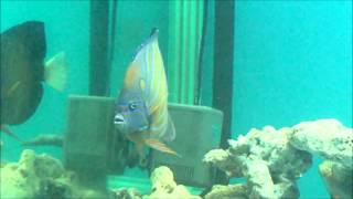 78藍環神仙白尾藍紋 香港Pomacanthus annularisBluering angelfish20130502 [upl. by Eran477]