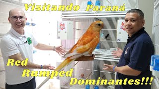 VISITANDO CASA DO RED RUMPED COM DOMINANTES ESPETACULARES [upl. by Kerns]